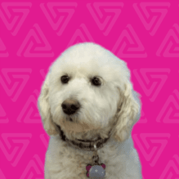 Bailey Bailey